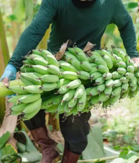 Banánové víno budí zvídavost: Překoná věhlas jablečného cideru?