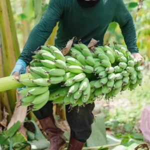 Banánové víno budí zvídavost: Překoná věhlas jablečného cideru?