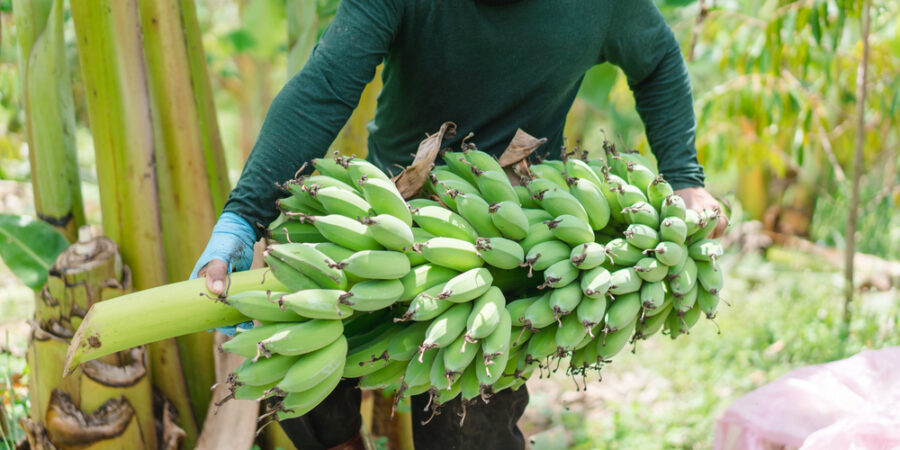 Banánové víno budí zvídavost: Překoná věhlas jablečného cideru?