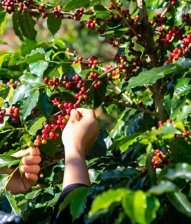 Poutavý rodokmen kávy arabica: Je starší než sám člověk