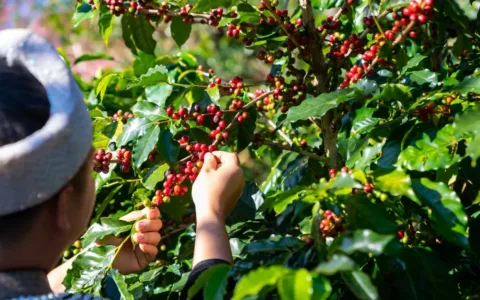 Poutavý rodokmen kávy arabica: Je starší než sám člověk