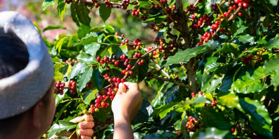 Poutavý rodokmen kávy arabica: Je starší než sám člověk