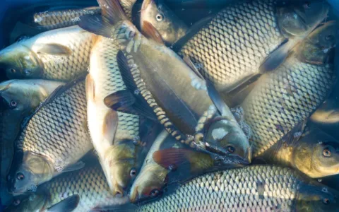 Na kádě s kapry letos nečekejte! Billa, Lidl i Tesco jsou zajedno