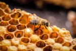 Když léčí včelky: Propolis snižuje oxidační stres o 67 %, pyl zase stabilizuje cukr v krvi a pomáhá tvořit červené krvinky