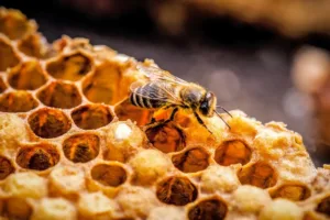 Když léčí včelky: Propolis snižuje oxidační stres o 67 %, pyl zase stabilizuje cukr v krvi a pomáhá tvořit červené krvinky