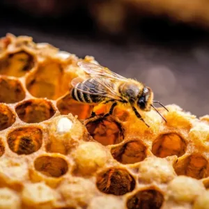 Když léčí včelky: Propolis snižuje oxidační stres o 67 %, pyl zase stabilizuje cukr v krvi a pomáhá tvořit červené krvinky