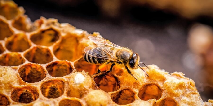 Když léčí včelky: Propolis snižuje oxidační stres o 67 %, pyl zase stabilizuje cukr v krvi a pomáhá tvořit červené krvinky