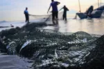 Kam zmizely ryby? Světový den oceánů připomíná, proč mají FAO kódy větší váhu, než si myslíme