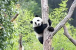 Nejluxusnější čaj světa je hnojený pandím trusem. Kilogram se prodává za cenu garsonky