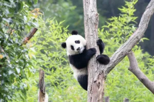 Nejluxusnější čaj světa je hnojený pandím trusem. Kilogram se prodává za cenu garsonky