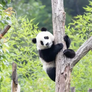 Nejluxusnější čaj světa je hnojený pandím trusem. Kilogram se prodává za cenu garsonky