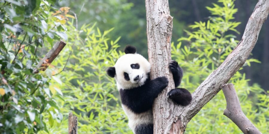 Nejluxusnější čaj světa je hnojený pandím trusem. Kilogram se prodává za cenu garsonky