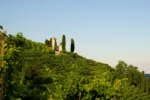 Potkani s chutí na prosecco? Italské Treviso nasadilo do boje proti hlodavcům pasti s hrozny