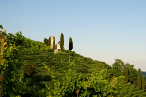 Potkani s chutí na prosecco? Italské Treviso nasadilo do boje proti hlodavcům pasti s hrozny