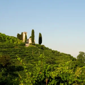 Potkani s chutí na prosecco? Italské Treviso nasadilo do boje proti hlodavcům pasti s hrozny
