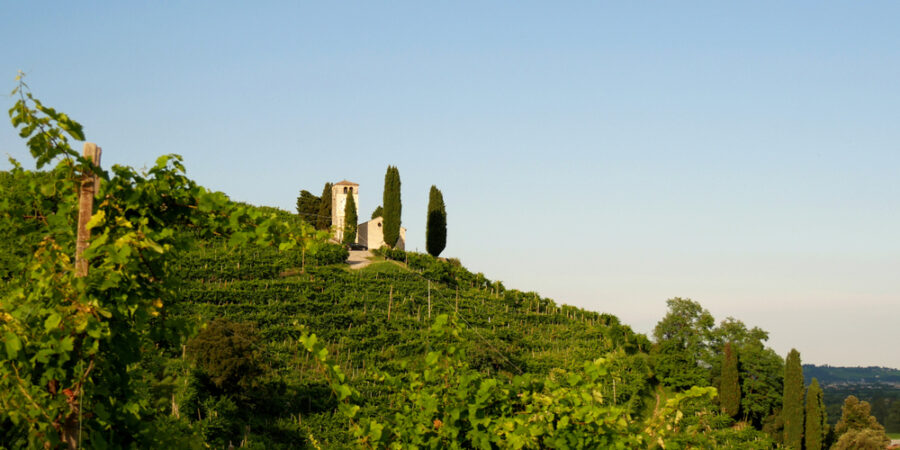 Potkani s chutí na prosecco? Italské Treviso nasadilo do boje proti hlodavcům pasti s hrozny