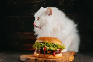 Londýn šokoval neobvyklý gurmánský experiment: Po burgeru pro kočky se mohli lidé 
