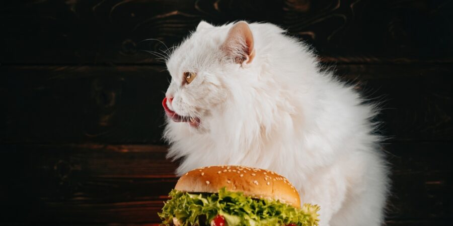 Londýn šokoval neobvyklý gurmánský experiment: Po burgeru pro kočky se mohli lidé „utlouct“