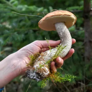 Houby letos rostou ve velkém. ČHMÚ hlásí nejvyšší pravděpodobnost úlovku za poslední roky