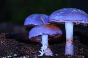 Houby slaví svůj den: Z pokrmu bohů se stal výzkumný materiál i miliardový byznys