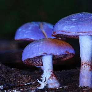 Houby slaví svůj den: Z pokrmu bohů se stal výzkumný materiál i miliardový byznys