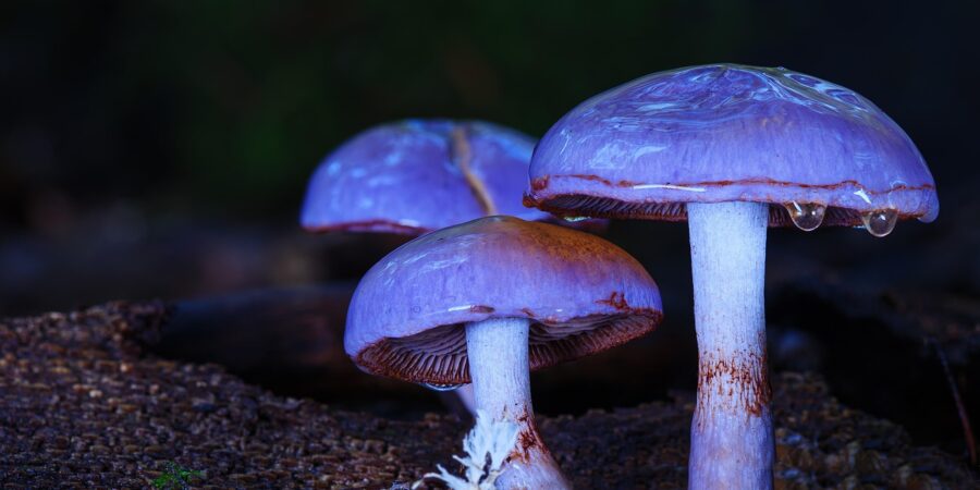 Houby slaví svůj den: Z pokrmu bohů se stal výzkumný materiál i miliardový byznys