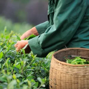 Zelený čaj jako součást rituálu, který uklidňuje mysl i posiluje tělo