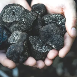 Sezóna lanýžů právě začala: Mušky teď nahrazují psy a spolehlivě najdou houby v ceně domu