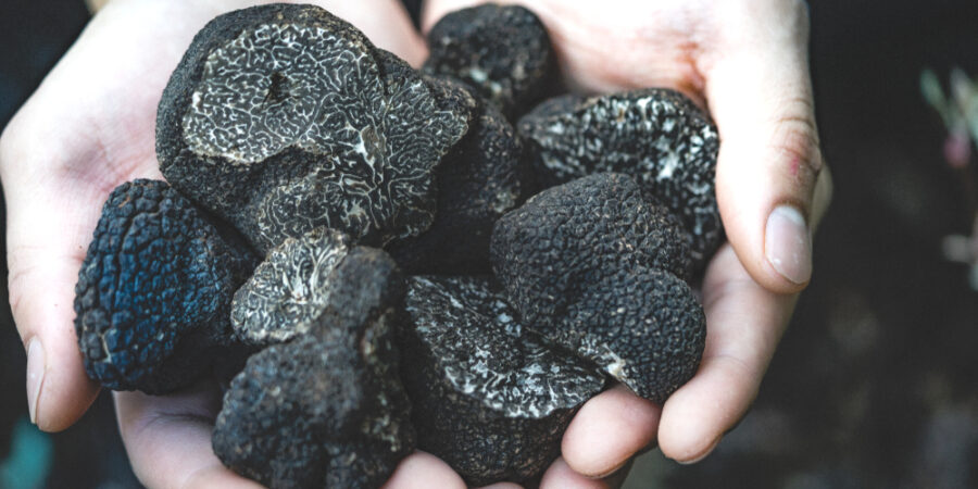 Sezóna lanýžů právě začala: Mušky teď nahrazují psy a spolehlivě najdou houby v ceně domu