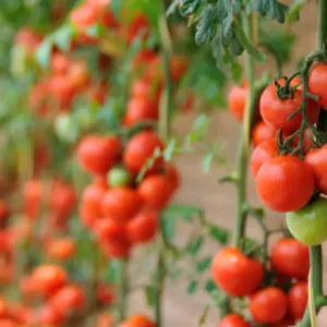 Rajčata dříve považovali za smrtelně nebezpečná: Cestu jim otevřel až teatrální výstup před soudem