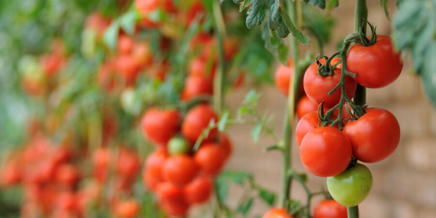 Rajčata dříve považovali za smrtelně nebezpečná: Cestu jim otevřel až teatrální výstup před soudem