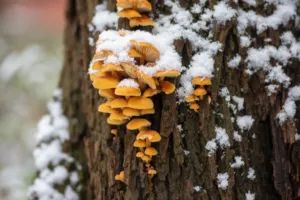 Houby v zimě: Lesní „maso“, které díky beta-glukanům povzbudí imunitní systém