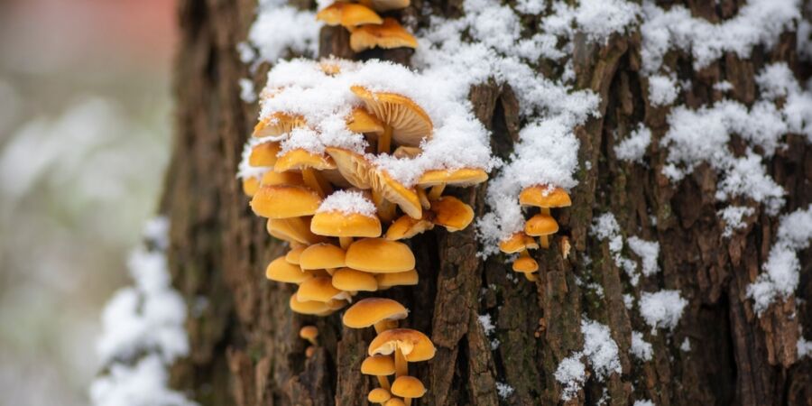 Houby v zimě: Lesní „maso“, které díky beta-glukanům povzbudí imunitní systém