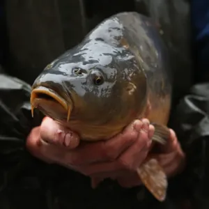 Prodeje kaprů jsou v plném proudu: Největší pochybení nenastávají u stánků, ale v tom, co lidé s rybou dělají doma