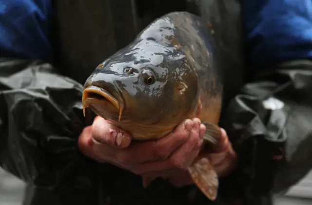 Prodeje kaprů jsou v plném proudu: Největší pochybení nenastávají u stánků, ale v tom, co lidé s rybou dělají doma