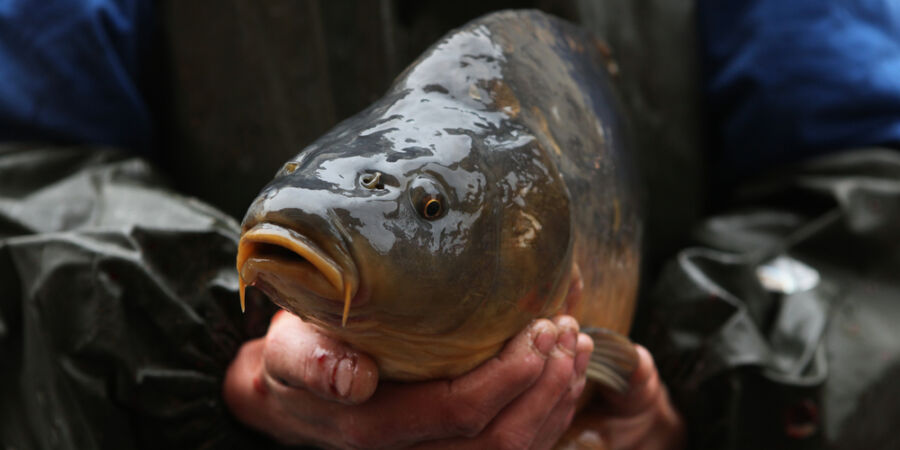 Prodeje kaprů jsou v plném proudu: Největší pochybení nenastávají u stánků, ale v tom, co lidé s rybou dělají doma