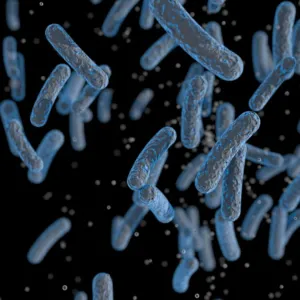 Veterinární kontroly odhalují salmonelu v dovozových i domácích potravinách: Poslední případ se týká kuřat z Francie