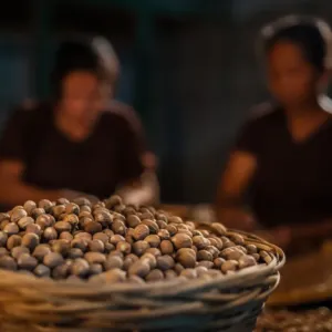Lék proti moru, nebo záminka k válce? Neobyčejný příběh muškátového oříšku, který stál u zrodu New Yorku