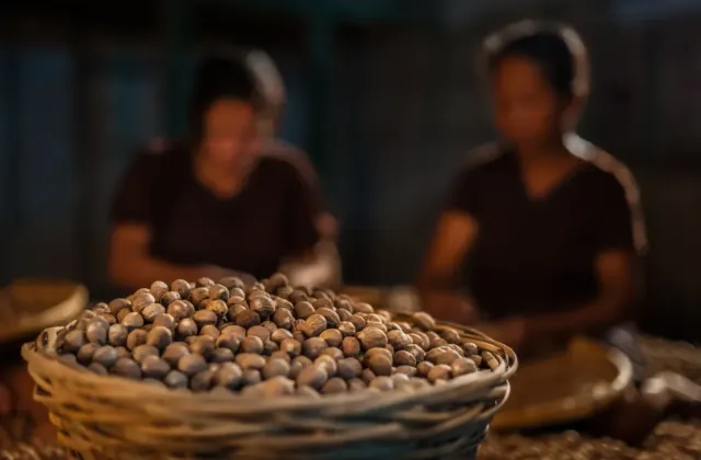 Lék proti moru, nebo záminka k válce? Neobyčejný příběh muškátového oříšku, který stál u zrodu New Yorku