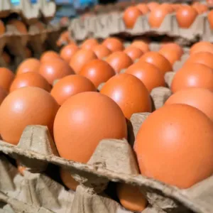 (Ne)vydařený konec klecových chovů: Proč se vejce s trojkou z pultů ještě neztratila?