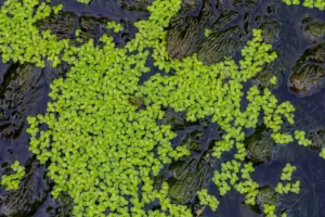 Divoká brokolice a vodní čočka: Vědci zkoumají extrémně pozitivní přínos nových plodin pro lidské zdraví