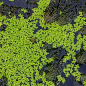 Divoká brokolice a vodní čočka: Vědci zkoumají extrémně pozitivní přínos nových plodin pro lidské zdraví