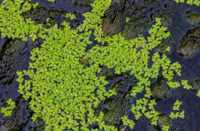 Divoká brokolice a vodní čočka: Vědci zkoumají extrémně pozitivní přínos nových plodin pro lidské zdraví