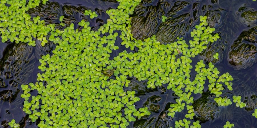 Divoká brokolice a vodní čočka: Vědci zkoumají extrémně pozitivní přínos nových plodin pro lidské zdraví