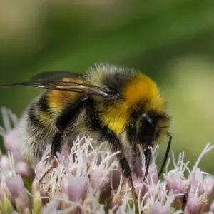 Biologické stopky čmeláka: Každé jablko, kávová bobule nebo mandle jsou výsledkem přesného „timingu“