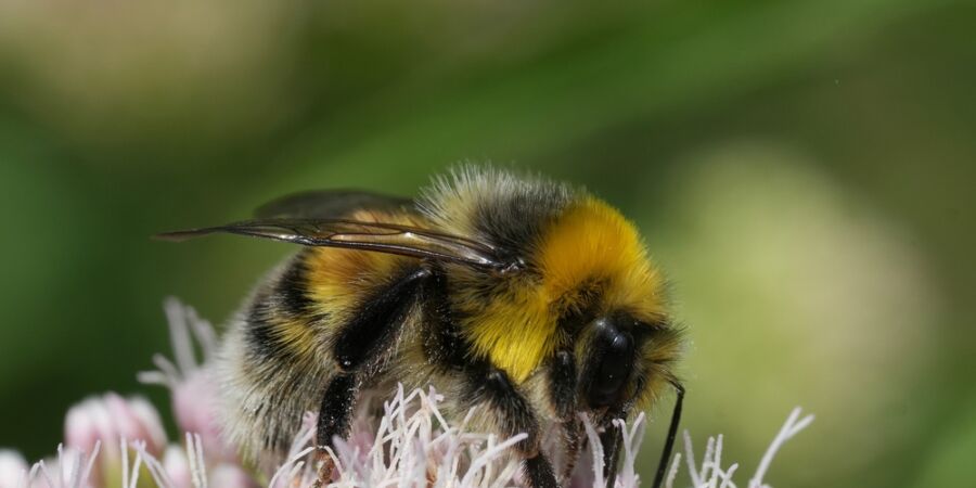 Biologické stopky čmeláka: Každé jablko, kávová bobule nebo mandle jsou výsledkem přesného „timingu“