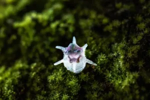 Přízrak z malajské džungle: Vědci objevili „vílí lucernu“, která popírá zákony rostlinné říše 