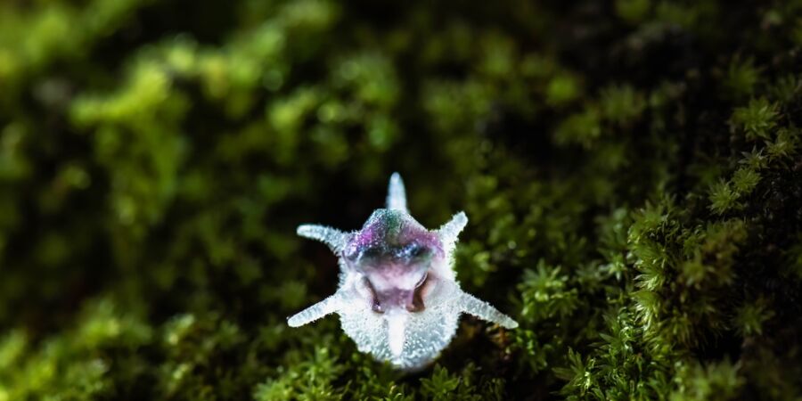 Přízrak z malajské džungle: Vědci objevili „vílí lucernu“, která popírá zákony rostlinné říše 