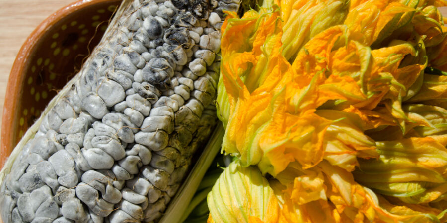 Gastronomičtí parazité na talíři: Proč milujeme plísně na kukuřici a podzemní houby za tisíce eur? 