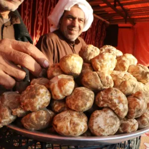 Dcery hromu: Proč pouštní lanýže svou nutriční silou i cenou drtí evropské delikatesy?